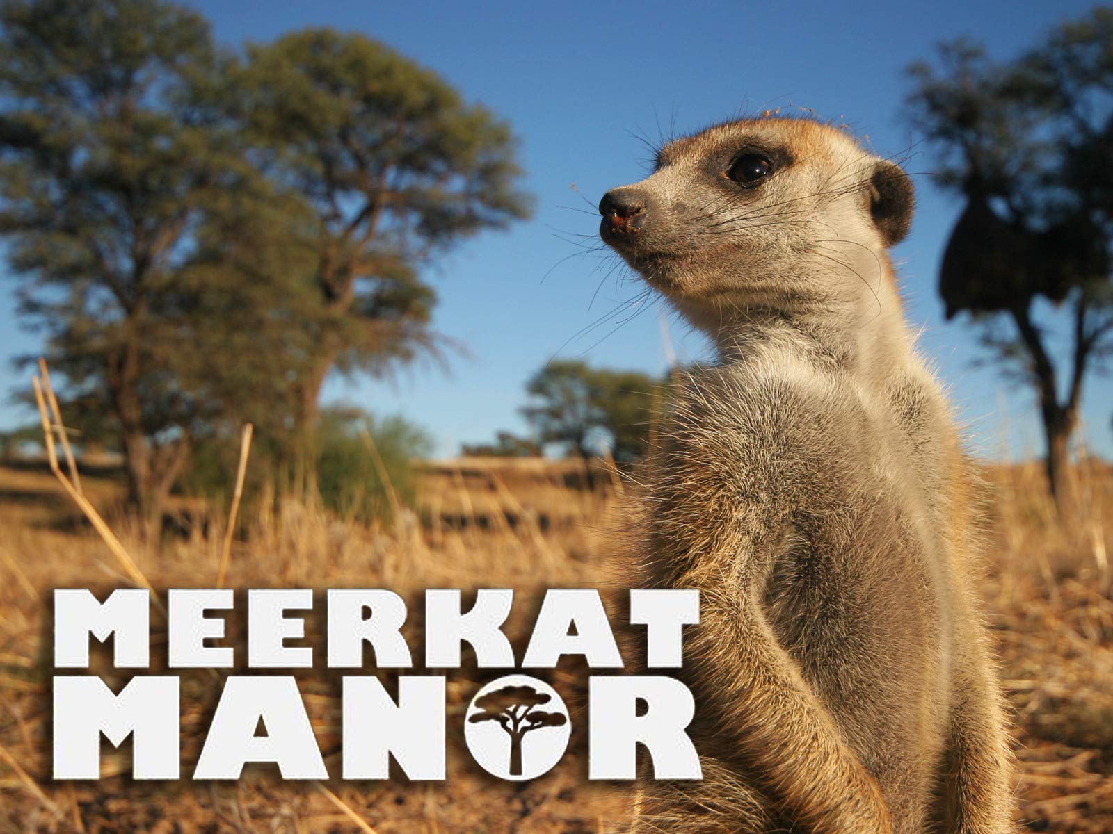 Watch Meerkat Manor | Prime Video