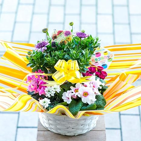 Amazon 母の日 季節感溢れるおまかせ盛り盛り寄せ鉢 鉢花 お任せ種類でバスケットに鉢花が綺麗に寄せ植えされているのでそのまま飾るだけ 誕生日祝い 母の日 卒業祝い 入学祝い 送別 引っ越し祝い 結婚記念日 Primeお急ぎ便 Mサイズ 3 5種類をおまかせで寄せ鉢 観葉 Amazon 母の日 季節感溢れるおまかせ盛り盛り寄せ鉢 鉢花 お任せ種類でバスケットに鉢花が綺麗に寄せ植えされているのでそのまま飾るだけ 誕生日祝い 母の日 卒業祝い 入学祝い 送別 引っ越し祝い 結婚記念日 Primeお急ぎ便 Mサイズ 3 5種類をおまかせで寄せ鉢 観葉