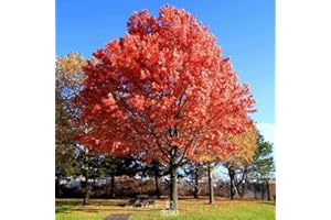 Northern Red Oak Acorns for Planting (Quercus rubra) - 10 Viable Fresh Acorns - Grow a Mighty Canadian Legacy Tree