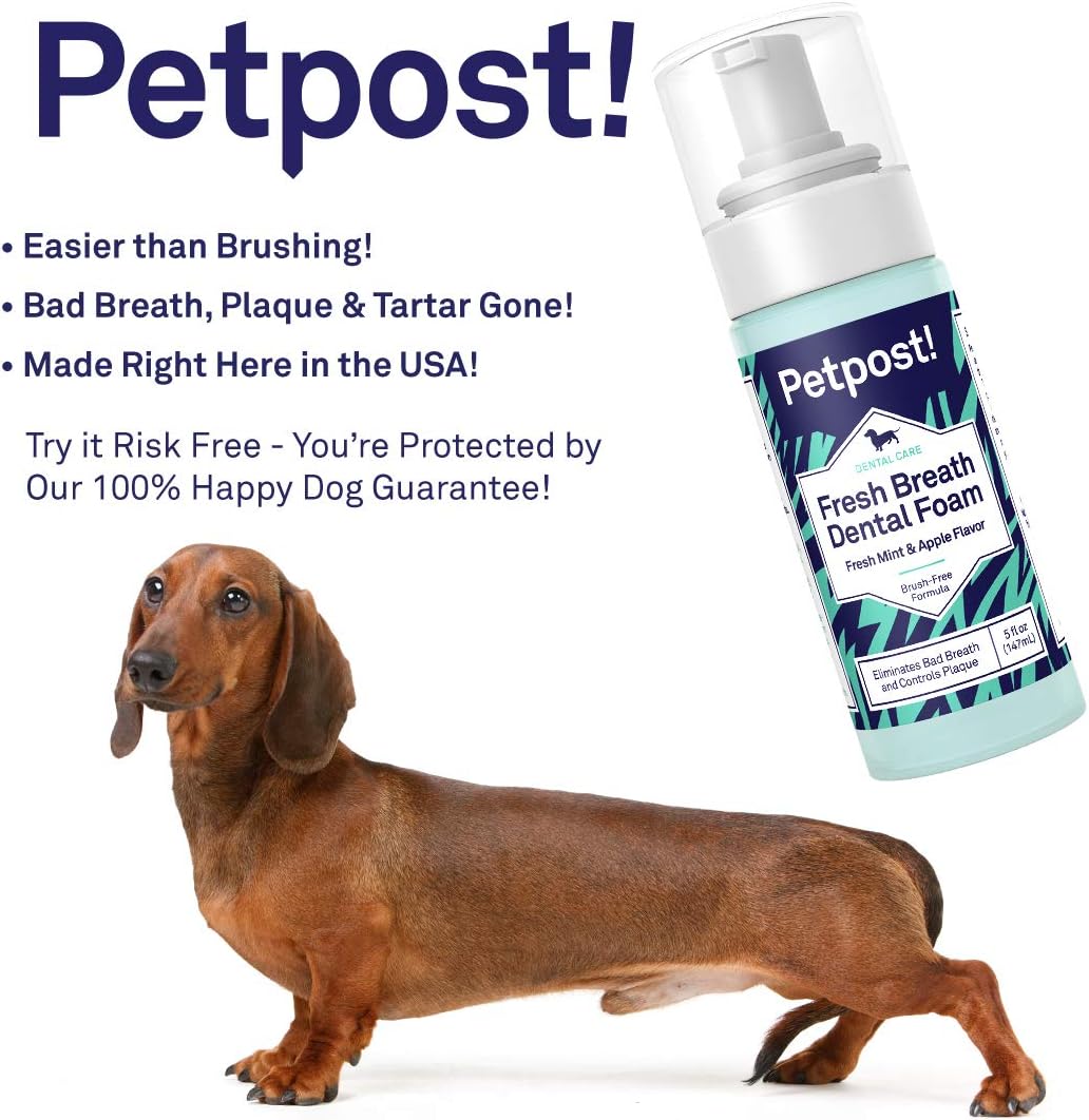 dachshund bad breath