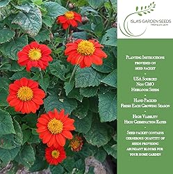 Mexican Sunflower Seeds