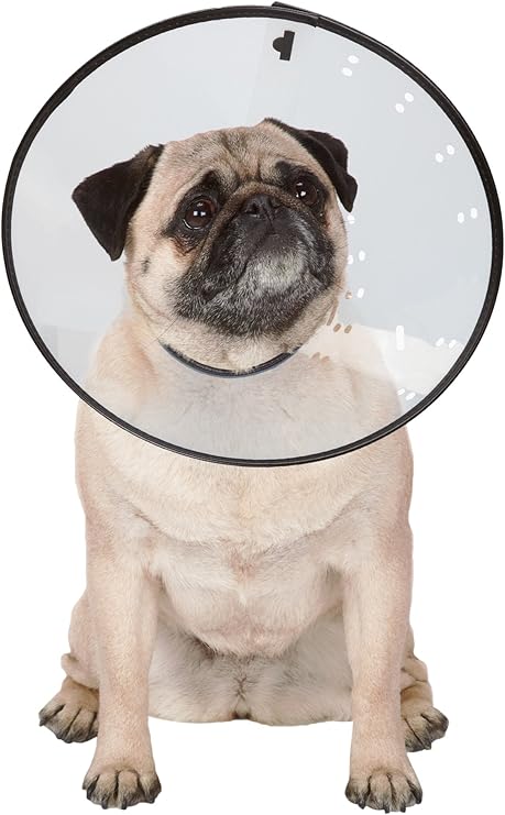 amazon e collar for dogs