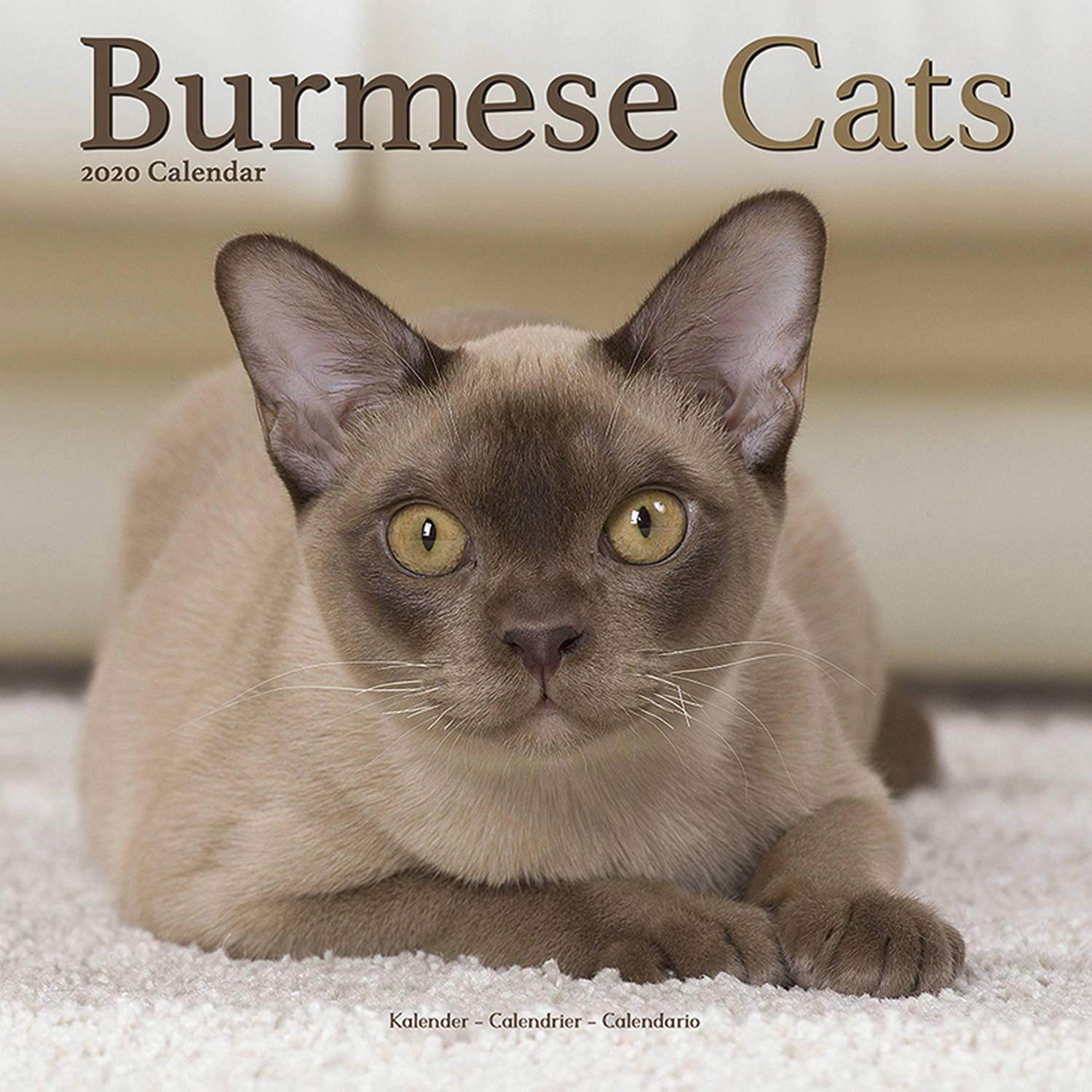 cats 101 burmese