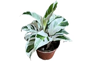 GENERIC PLANTVERS Live Calathea Plant – Easy Care & Low Maintenance Tropical Houseplant – Air Purifying Indoor Plant for Low Light & Home Décor (Calathea White Fushion 4" Grow Pot, 4" Grow Pot)