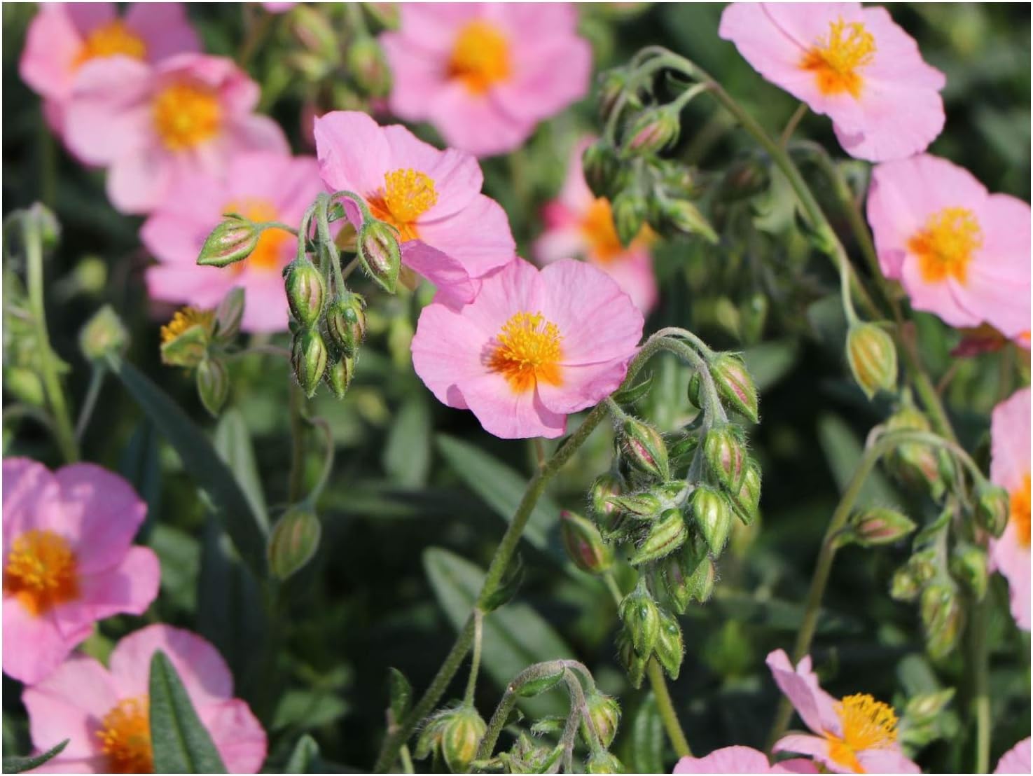 Helianthemum Lawrensen's Pink, Rock Rose Plant in 9 cm Pot Amazon.co