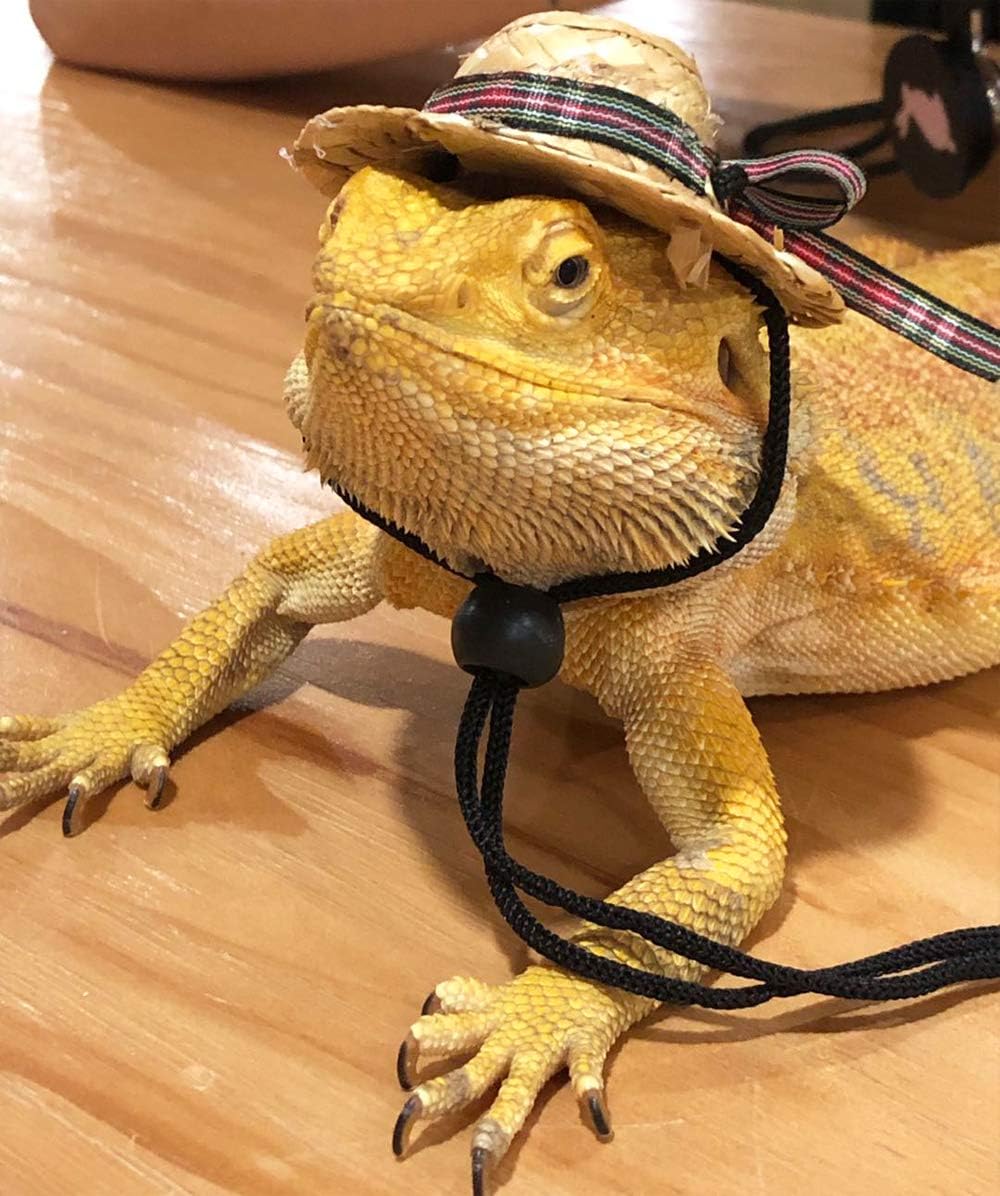 Nobrand Bearded Dragon Costumes Clothes For Lizards Hat Reptile Hat Accessories Toys S Style 1