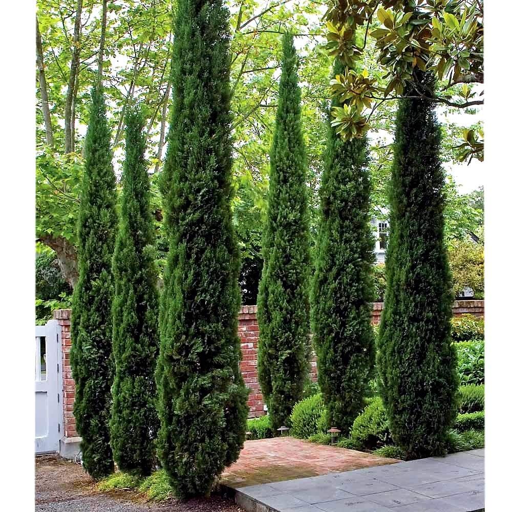 New Life Nursery & Garden / Italian Cypress Tree
