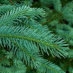 Aromatics International Pure Organic White Spruce