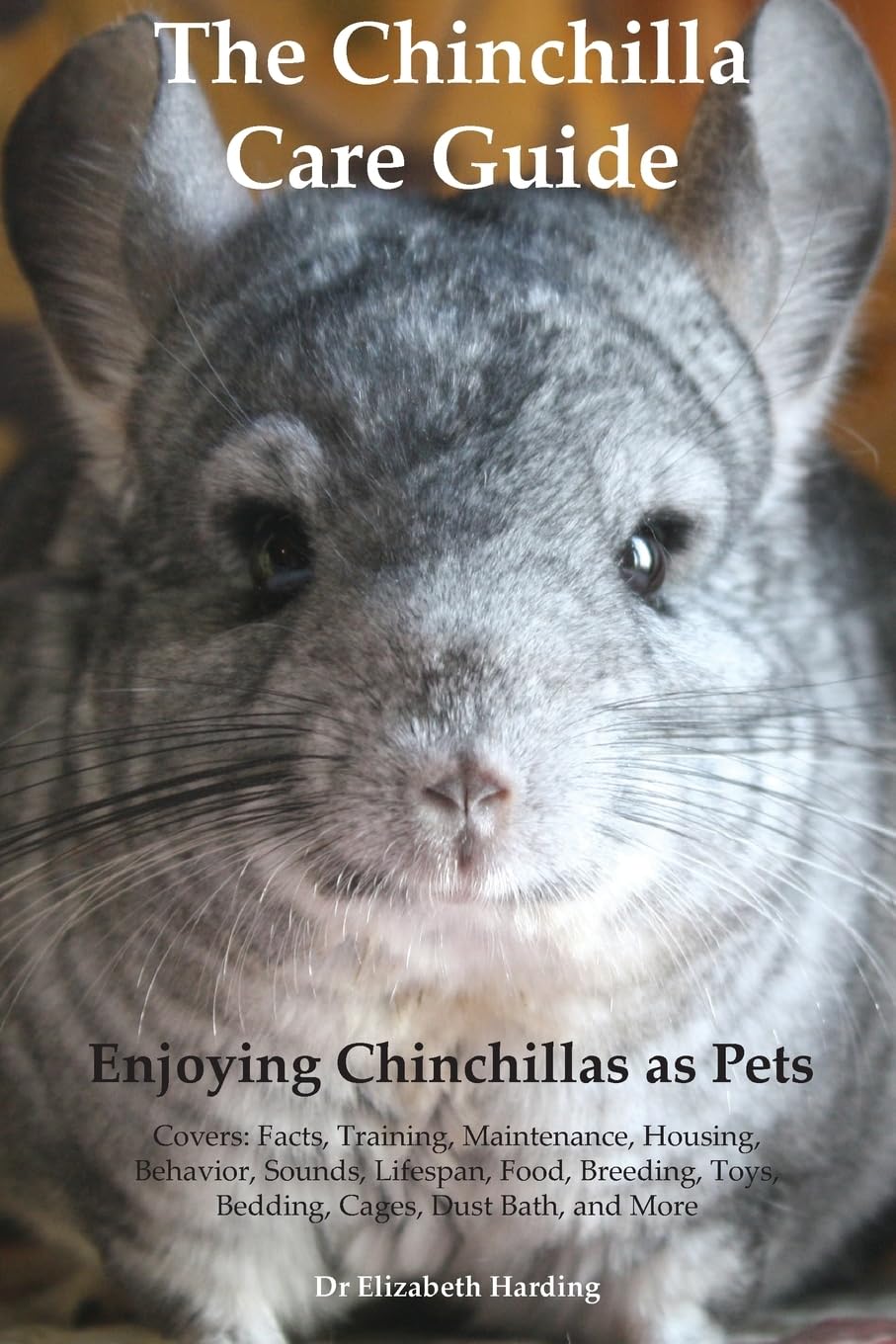 Animal Chinchilla Breeders Near Me The Chinchilla Care Enjoying - Main Image