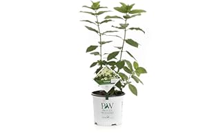 PROVEN WINNERS Limelight Hardy Hydrangea (Paniculata) Live Shrub, Green to Pink Flowers, 1 Gallon