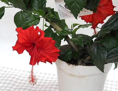Amazon 花想久里 はなおくり ハイビスカス 夏の恋人達 赤 ５寸 夏の一番人気 南国の花 ハート型 仕立て の 鉢花 フラワーギフト ご自宅にも フラワーアレンジメント オンライン通販