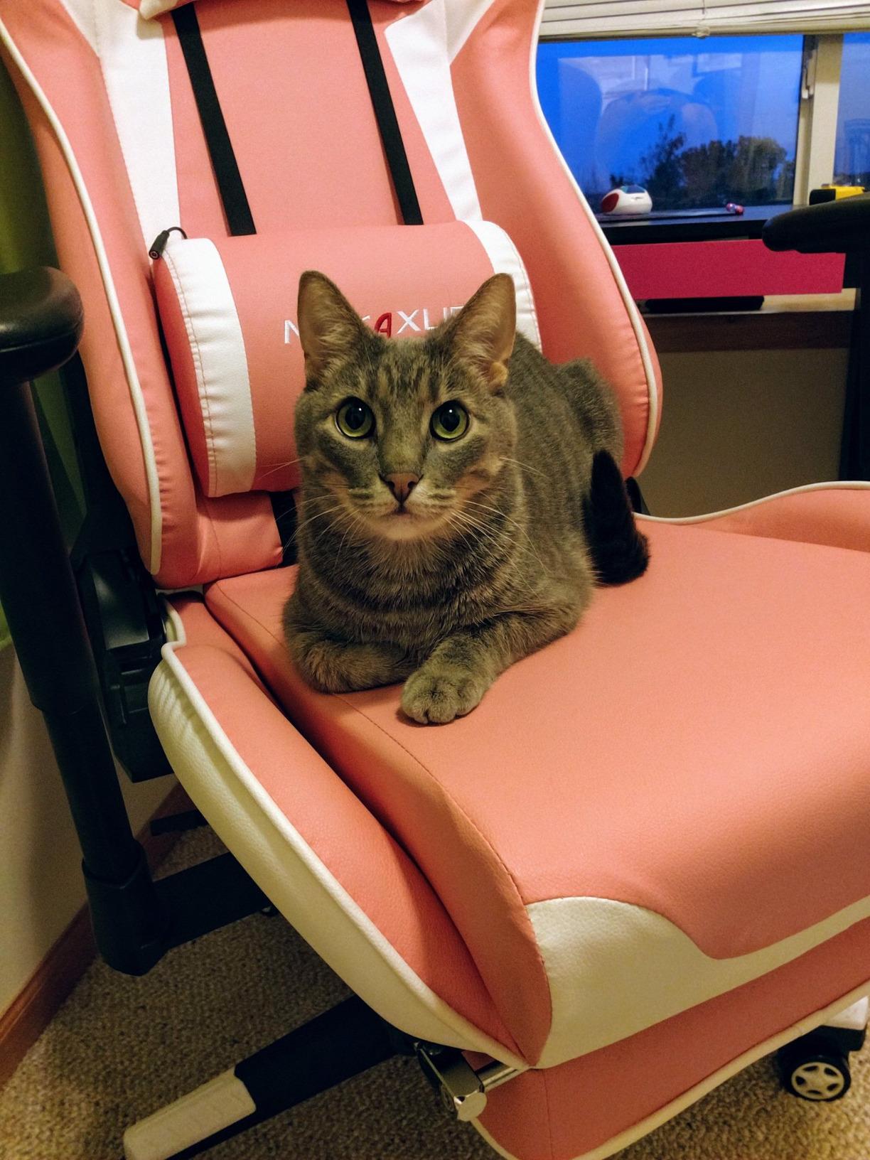 My first gaming set up is finally complete. r/AverageBattlestations