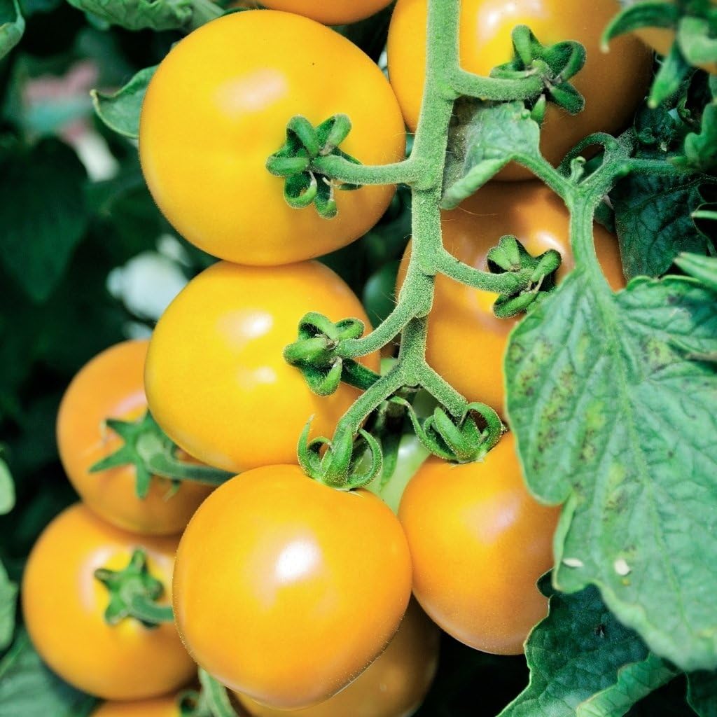 Томат элтон джон f1. Томат ямамото f1. Томат белоснежка ранний. Томат брендивайн желтый. Томат желтый карлик шона.