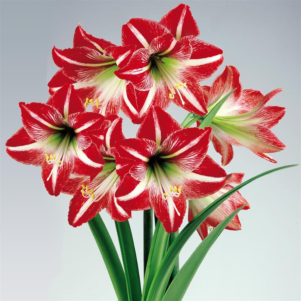 Hippeastrum Amaryllis Minerva 1 flower bulb Amazon.co.uk Garden
