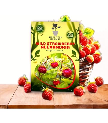 Amazon.com : Palm Beach Medicinal Herbs - Woodland Wild Strawberry