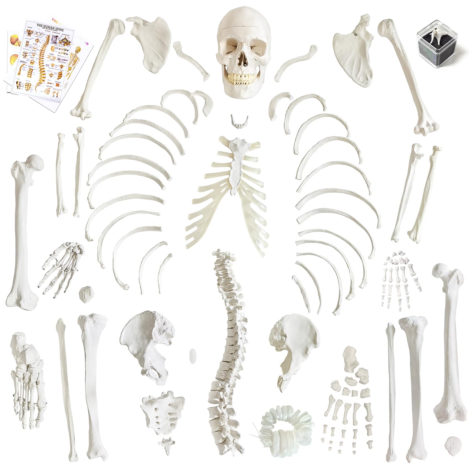 Mua Human Model of Skeleton for Anatomy 67“ High with 200+ Bones ...