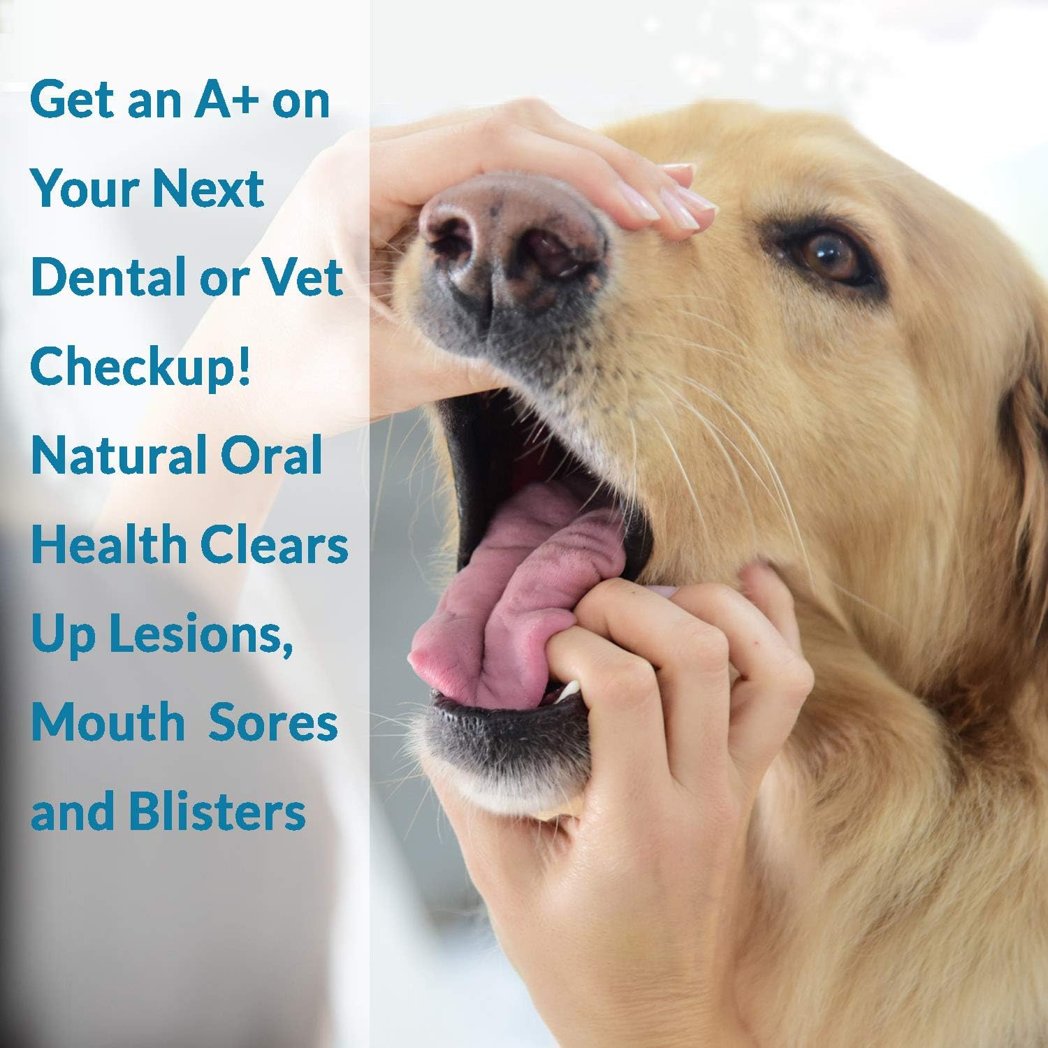 BestLife4Pets Oral Health for Dogs Dental Remedy - Highly Effective Natural Treatment for Inflammatory & Ulcerative Ailments, Stomatitis and Gingivitis. No Smell, No Side Effects : Pet Supplies