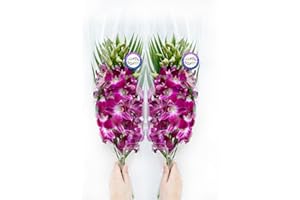Sunne Tropical OrchidClub USA Fresh Cut Flowers Dendrobium Orchids (10 Stems PURPLE)