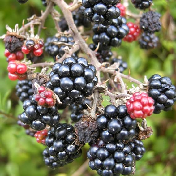 Amazon.co.jp "Large blackberry seedling" (1 seedling is much larger