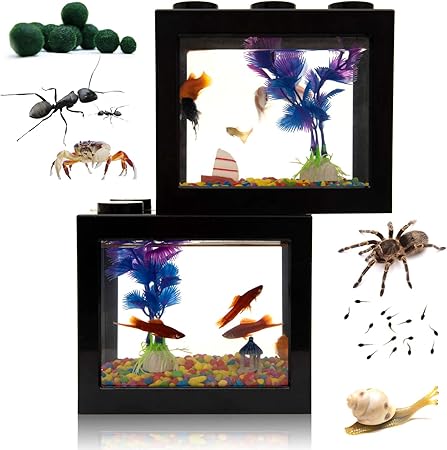 betta fish with turtle