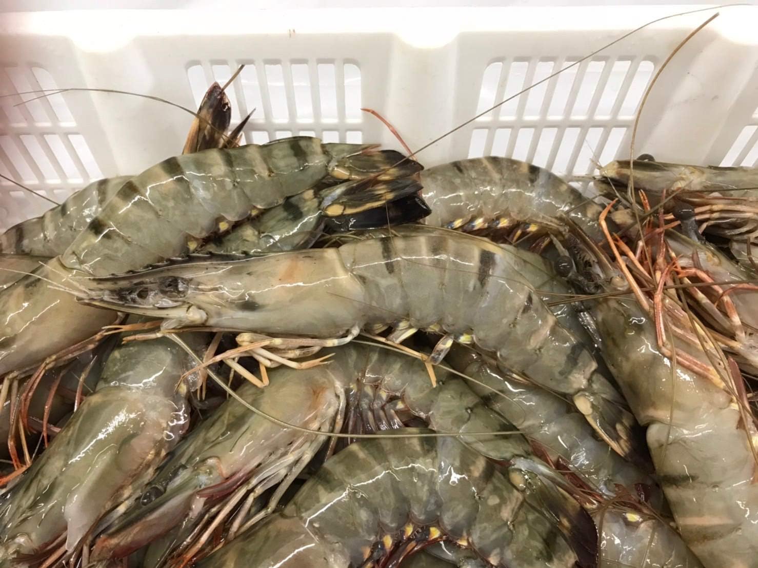 Amazon 海老 ブラックタイガー海老 有頭 1 3kg 尾 鮮度維持ブロック凍結 業務用 一般の方にも 冷凍便 うまいもの市場 エビ 通販