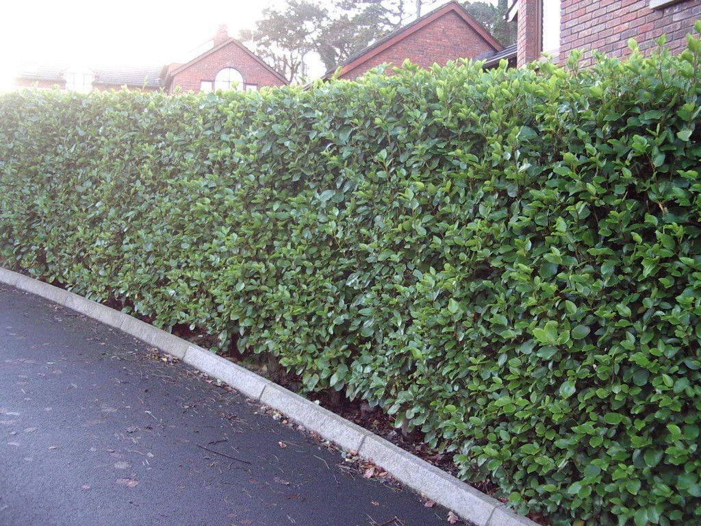 20 Griselinia Fast Growing Evergreen Hedging Plants, New Zealand Laurel