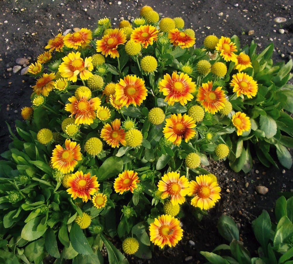 Gaillardia Seeds ARIZONA APRICOT Blanket Flower