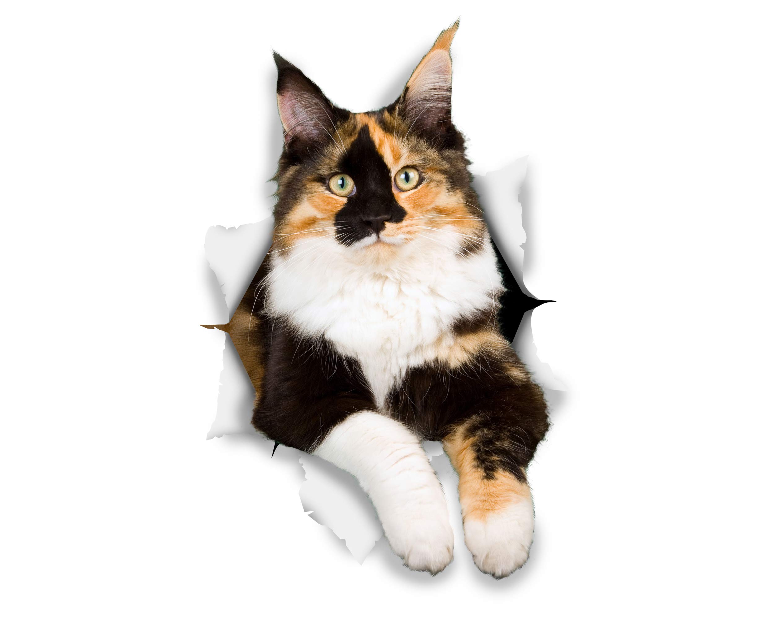 Winston & Bear 3D Cat Stickers - 2 Pack - Calico Stickers for Wall, Fridge, Toilet and More - Vinyl, Multicolor, Naturalistic, Crystal Finish