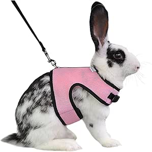 rabbit collars