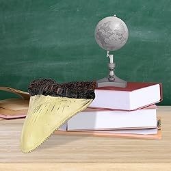 Carcharodon Megalodon Giant Shark Tooth with