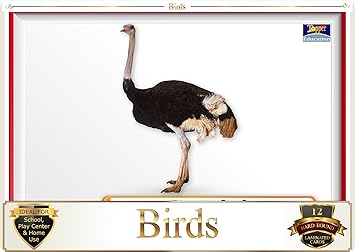Topper : Kiddies Flash Cards - Birds