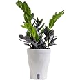 Costa Farms Everlasting ZZ Plant, Easy Live Indoor Plant, Air Purifying | Glossy, drought-tolerant and nearly impossible to k