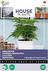 Arborix Lace Fern Seeds - Easy Indoor House Plant - Beautiful Decor view 1