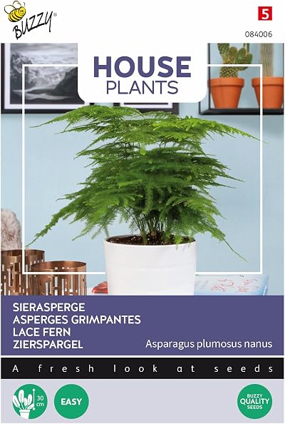 Arborix Lace Fern Seeds - Easy Indoor House Plant - Beautiful Decor