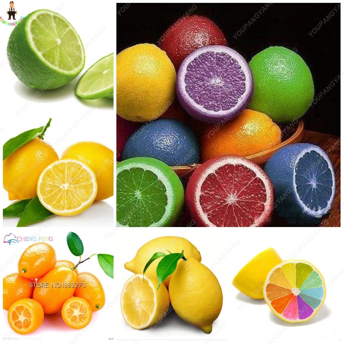 YOUPANGPANG 20Pcs Japanese Rainbow Lemon Bonsai Dwarf Lime Tea Fruit Plants Garden Organic Citrus Limon Tree Semillas de Fruta
