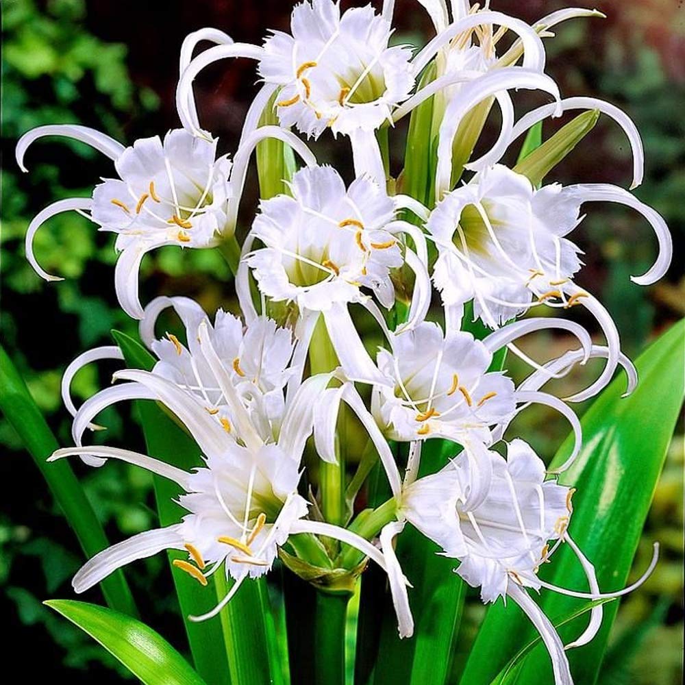 2 x Festalis Ismene- Lovely Fragrant Flowers- Create A Beautiful Summer Garden