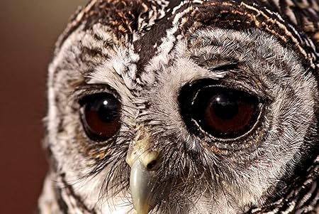 Amazon Co Jp A0 特大 ポスター 鳥フクロウ悲しい目フクロウ目 壁紙ウォールステッカーポスター A0 11x841mm Generic