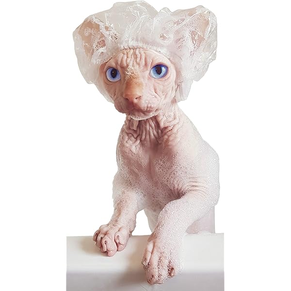 shampoo per sphynx