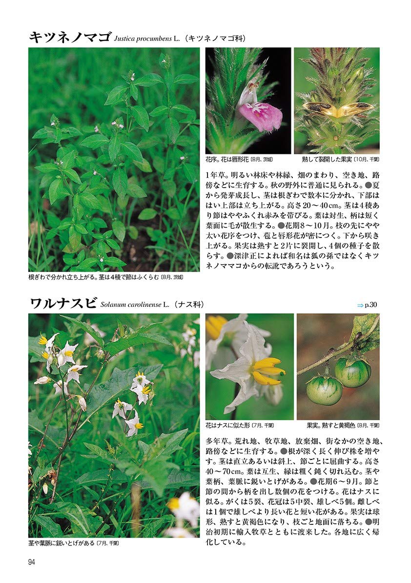 新訂 校庭の雑草 野外観察ハンドブック 岩瀬 徹 川名 興 飯島 和子 本 通販 Amazon