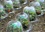 Haxnicks King Size Victorian Bell Cloche 2 Pack Transparent 31x40 cm view 3