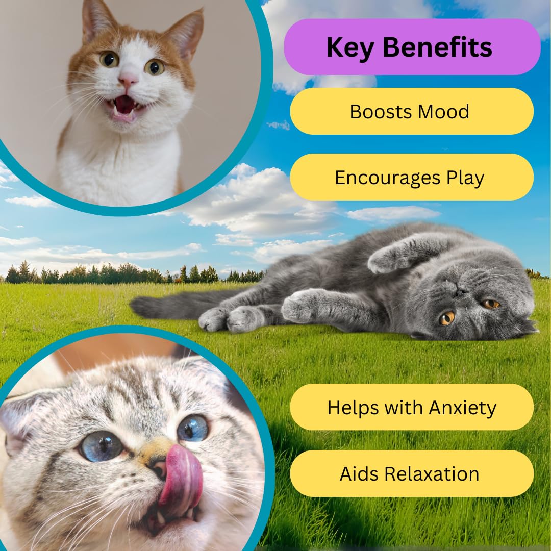 View 6