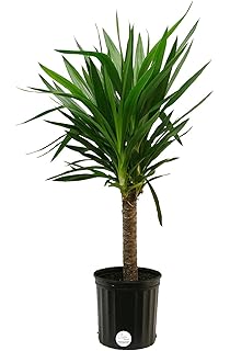 Amazon Com Costa Farms Mass Cane Corn Plant Live Indoor Floor