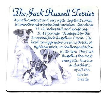 Jack Russell Terrier Dog Origins And Breed Facts Drinks Coaster