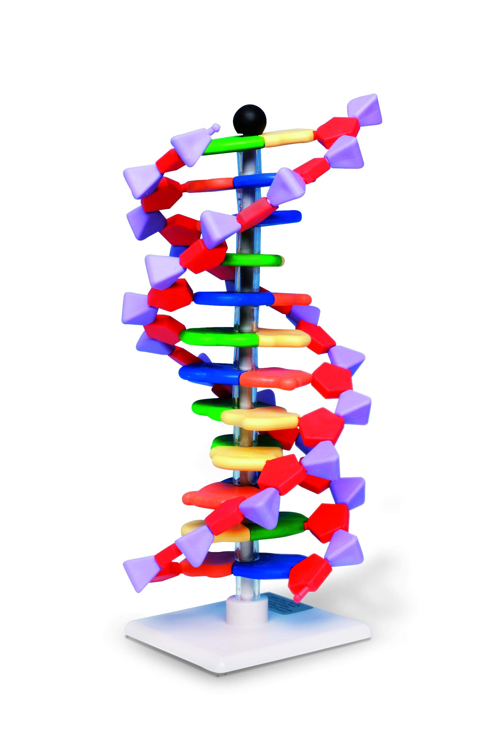 Molymod DNA Double Helix Model, 12 Segments, miniDNA Kit