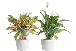 Costa Farms Live Plants (2 Pack) Peace Lily, Chinese Evergreen in Decor Planter Pot, Housewarming Gift, Live Indoor Houseplant Collection, 1-2 Feet Tall