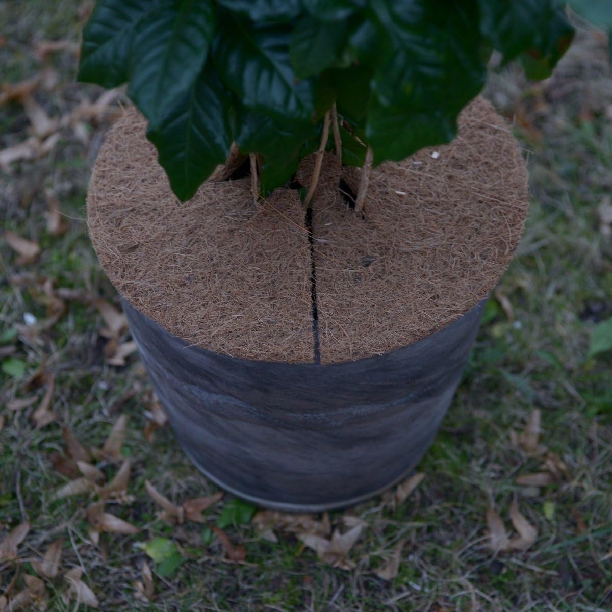 HaGa® Kokosscheibe Winterschutz für Topfpflanzen Kübelabdeckung S Ø25cm