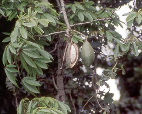 Seeds Kapok Tree Seed Ceiba Pentandra Silk Cotton Tropical Thre Bonsai Diy Home Garden Amazon Co Uk Garden Outdoors