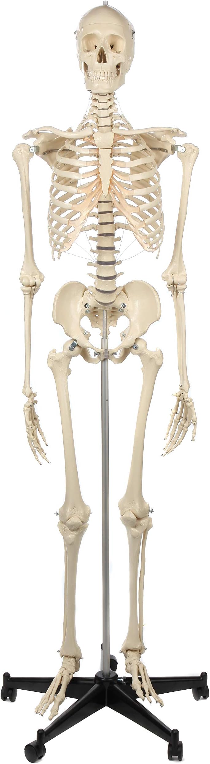 Rudiger Anatomie Premium Lifetime Human Skeleton Model, Includes Removeable Skull, Display Stand with Casters and Dust Cover