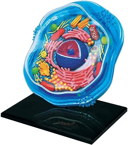Eisco 3D Plant Cell Model - 10.5" Magnified Biology Education Model With Labeled Organelles