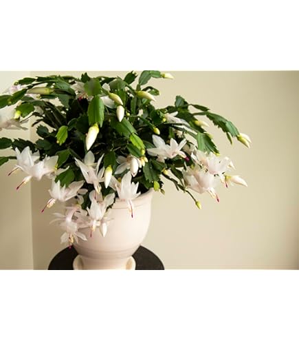 Amazon.com : 4" Magenta Spring Cactus Live Plant-Rhipsalidopsis. Newly  Planted, Holiday Cactus. : Patio, Lawn & Garden